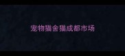 宠物猫舍猫成都市场