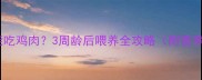 幼猫多久能吃鸡肉3周龄后喂养全攻略附营养配比表