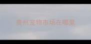 贵州宠物市场在哪里