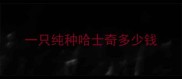 一只纯种哈士奇多少钱