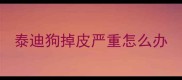 泰迪狗掉皮严重怎么办