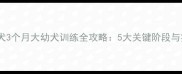 边境牧羊犬3个月大幼犬训练全攻略5大关键阶段与实操指南