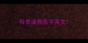 母泰迪狗名字英文