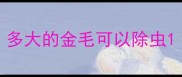 多大的金毛可以除虫