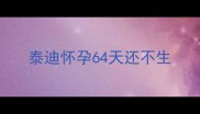泰迪怀孕64天还不生
