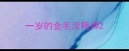 一岁的金毛没精神
