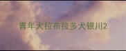 青年犬拉布拉多犬银川