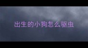 出生的小狗怎么驱虫