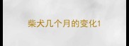 柴犬几个月的变化