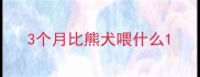 3个月比熊犬喂什么
