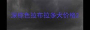 深棕色拉布拉多犬价格