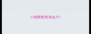 小狗粑粑里有虫子