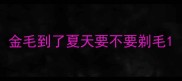 金毛到了夏天要不要剃毛