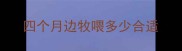 四个月边牧喂多少合适