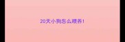 20天小狗怎么喂养