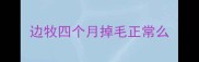 边牧四个月掉毛正常么