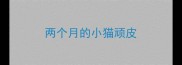 两个月的小猫顽皮