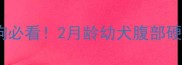 新手养狗必看2月龄幼犬腹部硬块全攻略