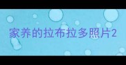 家养的拉布拉多照片
