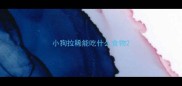小狗拉稀能吃什么食物