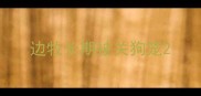 边牧长期被关狗笼