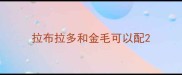拉布拉多和金毛可以配