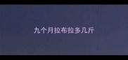九个月拉布拉多几斤