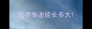 宠物泰迪能长多大