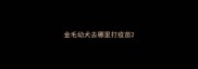金毛幼犬去哪里打疫苗