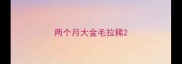 两个月大金毛拉稀