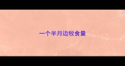 一个半月边牧食量