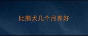 比熊犬几个月养好
