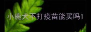 小鹿犬不打疫苗能买吗