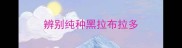 辨别纯种黑拉布拉多