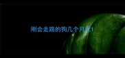 刚会走路的狗几个月大