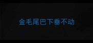 金毛尾巴下垂不动