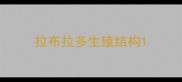 拉布拉多生殖结构