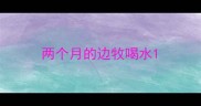 两个月的边牧喝水