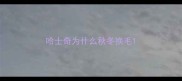哈士奇为什么秋冬换毛