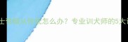 为什么哈士奇服从性低怎么办专业训犬师的5大训练法则