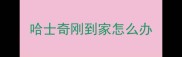 哈士奇刚到家怎么办