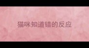 猫咪知道错的反应