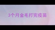 3个月金毛打完疫苗