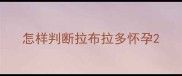 怎样判断拉布拉多怀孕