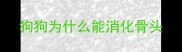 狗狗为什么能消化骨头