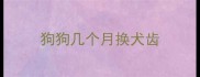 狗狗几个月换犬齿