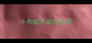 小狗能不能吃韭菜