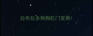 拉布拉多狗狗肛门变黑