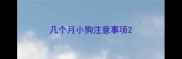 几个月小狗注意事项