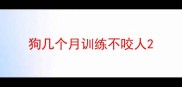 狗几个月训练不咬人